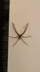 Heteropoda venatoria