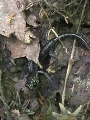 Plethodon teyahalee