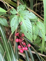 Pseudocayratia pengiana