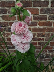 Alcea rosea