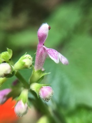 Stachys latidens
