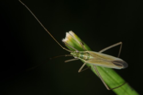 Megaloceroea recticornis