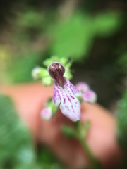 Stachys latidens