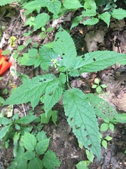 Stachys latidens
