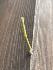 Thalera pistasciaria