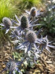 Eryngium