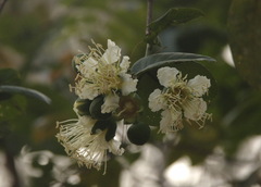 Duabanga grandiflora