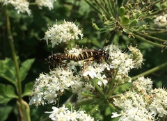 Temnostoma excentrica