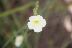 Centranthera cochinchinensis
