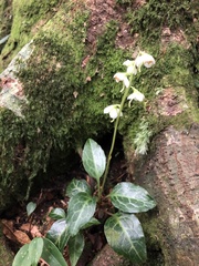 Pyrola alboreticulata