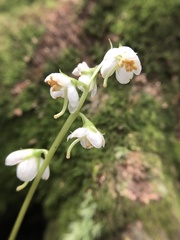 Pyrola alboreticulata