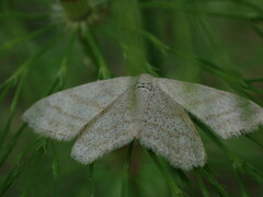 Scopula ternata