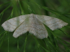 Scopula ternata