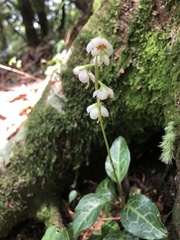 Pyrola alboreticulata