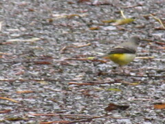 Motacilla cinerea cinerea