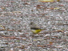 Motacilla cinerea cinerea