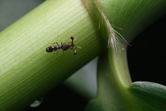Megalabops quadriguttata