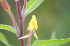 Oenothera coloratissima