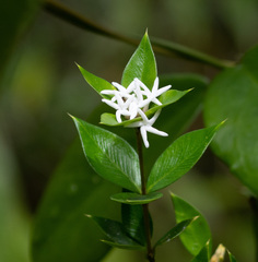 Alyxia oblongata