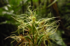 Habenaria pantlingiana