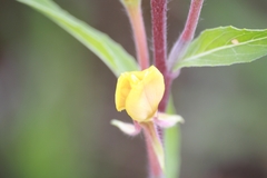 Oenothera coloratissima