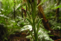 Habenaria pantlingiana