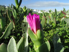 Carpobrotus quadrifidus