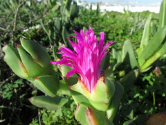 Carpobrotus quadrifidus