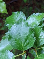 Betula pubescens pumila