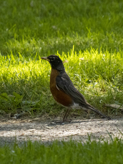Turdus migratorius