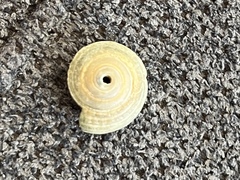 Architectonica nobilis