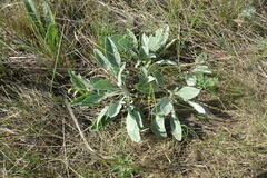 Psephellus turgaicus