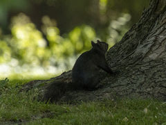 Sciurus carolinensis