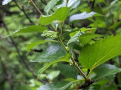 Betula pubescens pumila