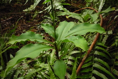 Habenaria pantlingiana