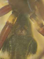 Toxeus grossus