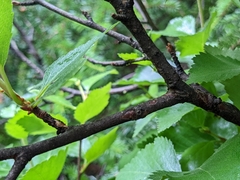 Betula pubescens pumila