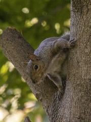 Sciurus carolinensis