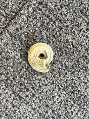 Architectonica nobilis