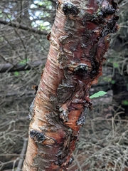 Betula pubescens pumila