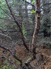 Betula pubescens pumila