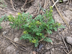 Rorippa curvisiliqua