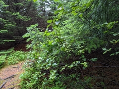 Betula pubescens pumila