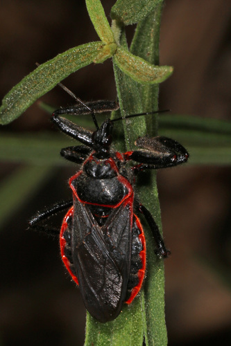 Eastern Bee Assassin photo 6