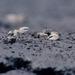 Energetic Fiddler Crab - Photo (c) msr, some rights reserved (CC BY-NC), uploaded by msr