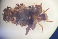 Cryptochia