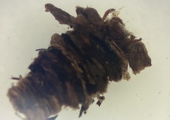 Cryptochia