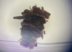 Cryptochia