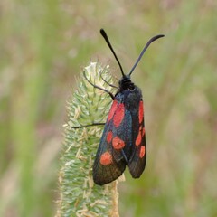 Zygaena viciae