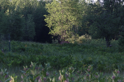Elk photographed in Michigan